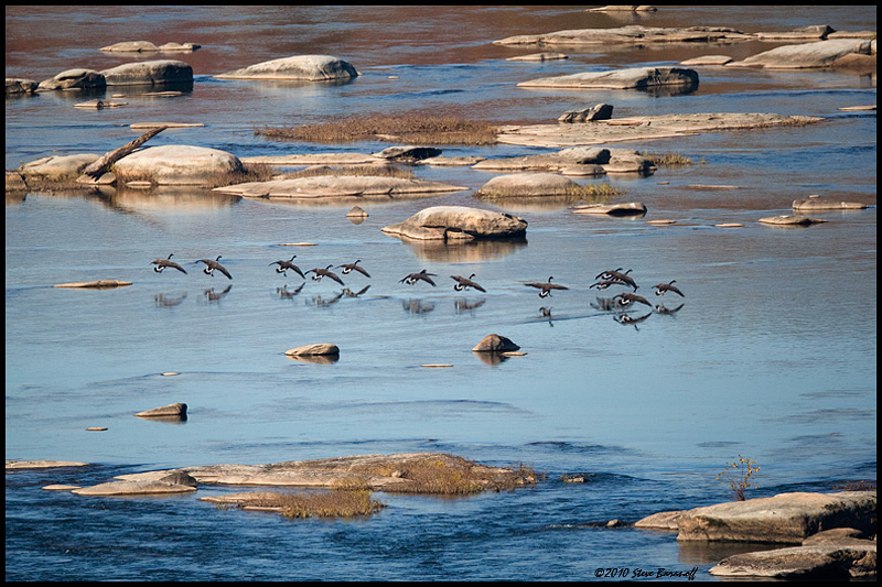 _0SB0443 geese landing on james river.jpg